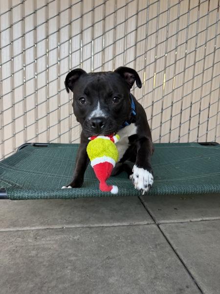 Enlarge Bonnie, a Adoptable mixed breed in San Diego, CA image 4/6