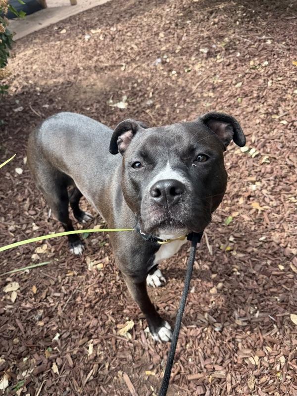 Enlarge Bonnie, a Adoptable mixed breed in San Diego, CA image 5/6