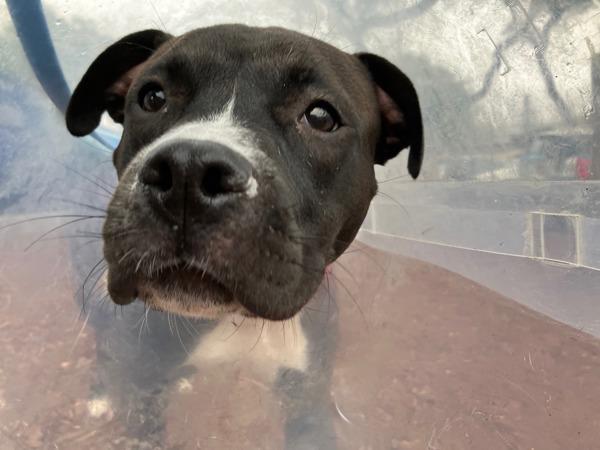 Enlarge Bonnie, a Adoptable mixed breed in San Diego, CA image 6/6