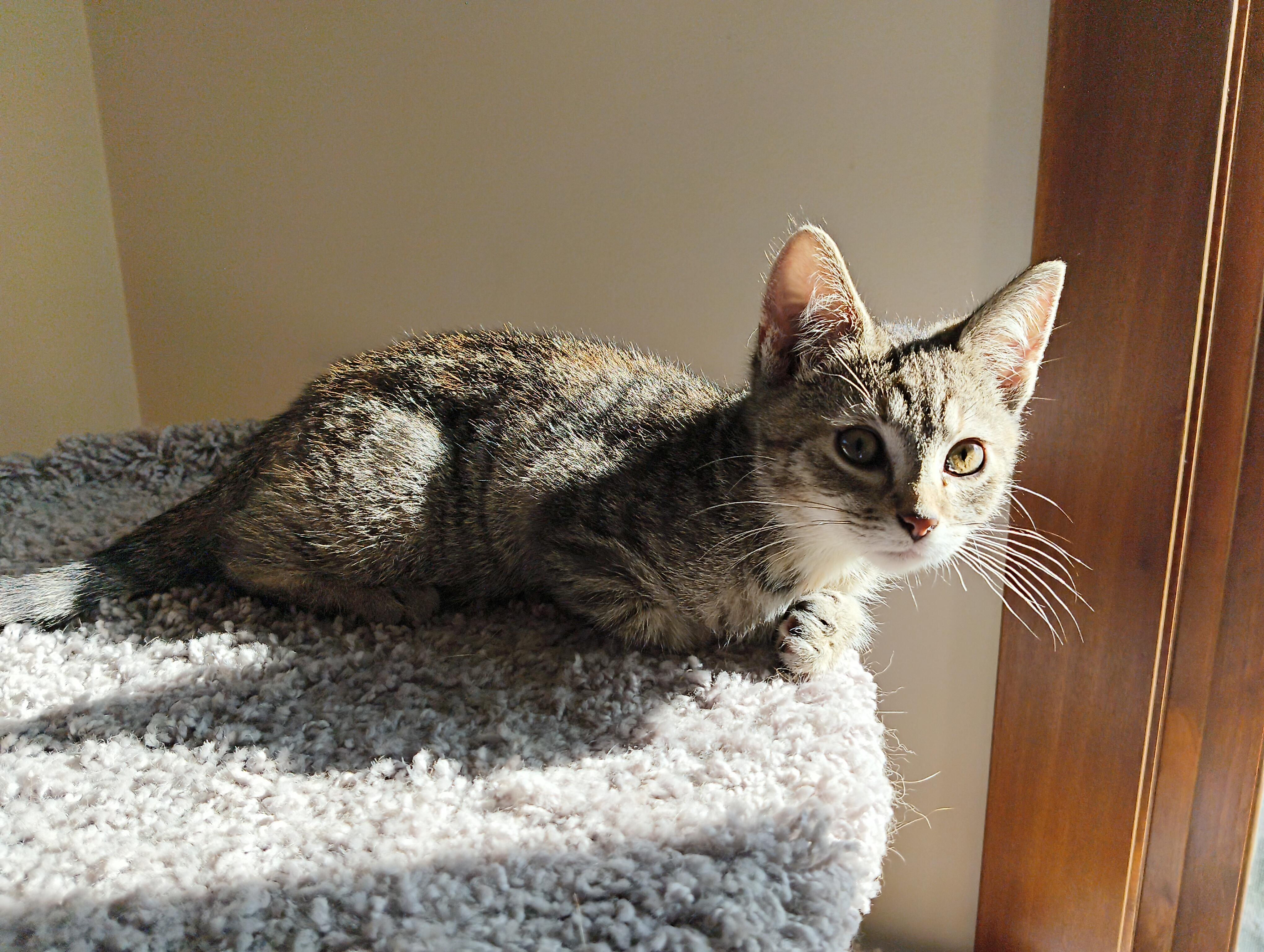 Enlarge Mia, a Adopted Domestic Short Hair in Minneapolis, MN image 4/5
