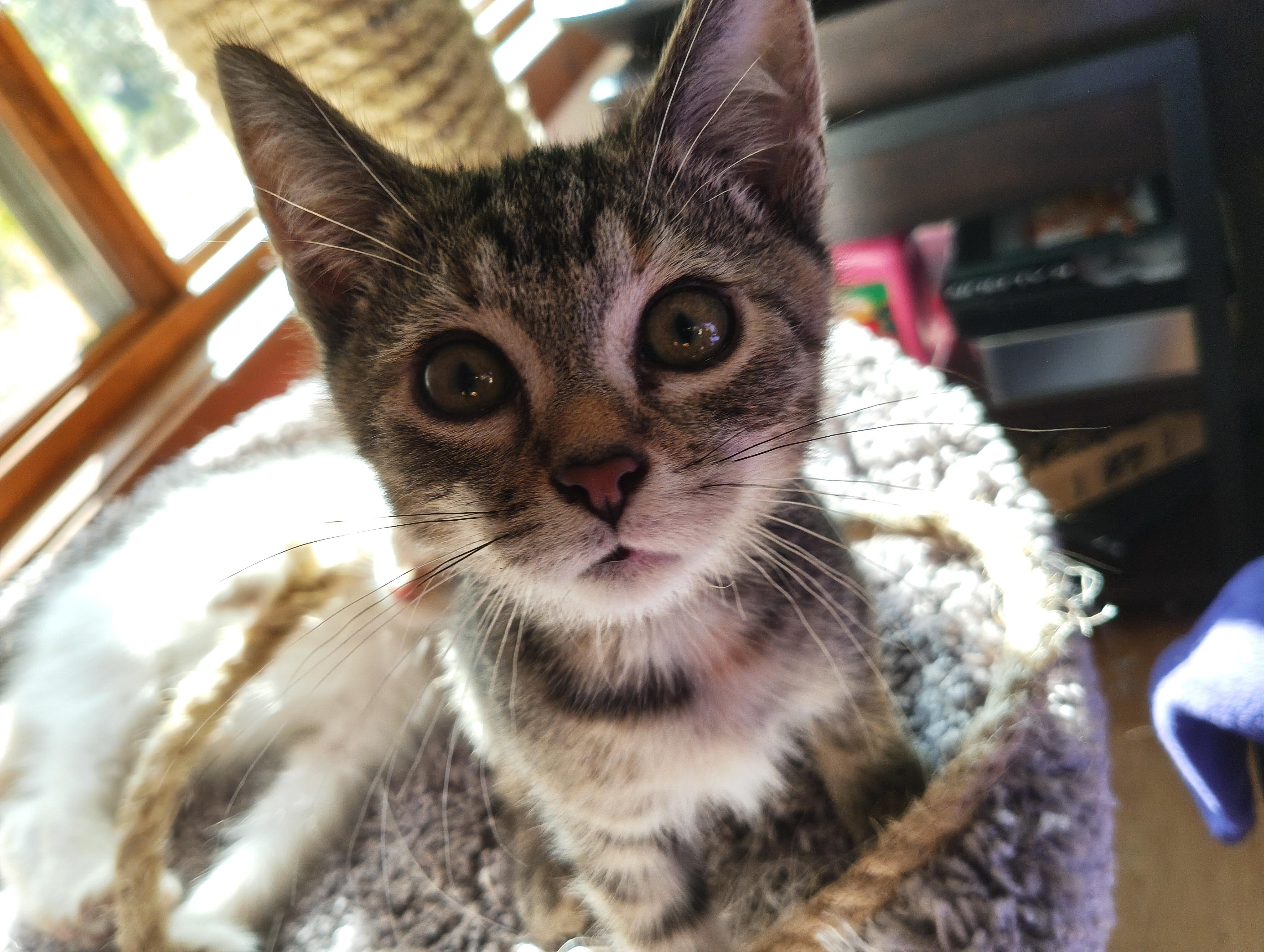 Enlarge Mia, a Adopted Domestic Short Hair in Minneapolis, MN image 5/5
