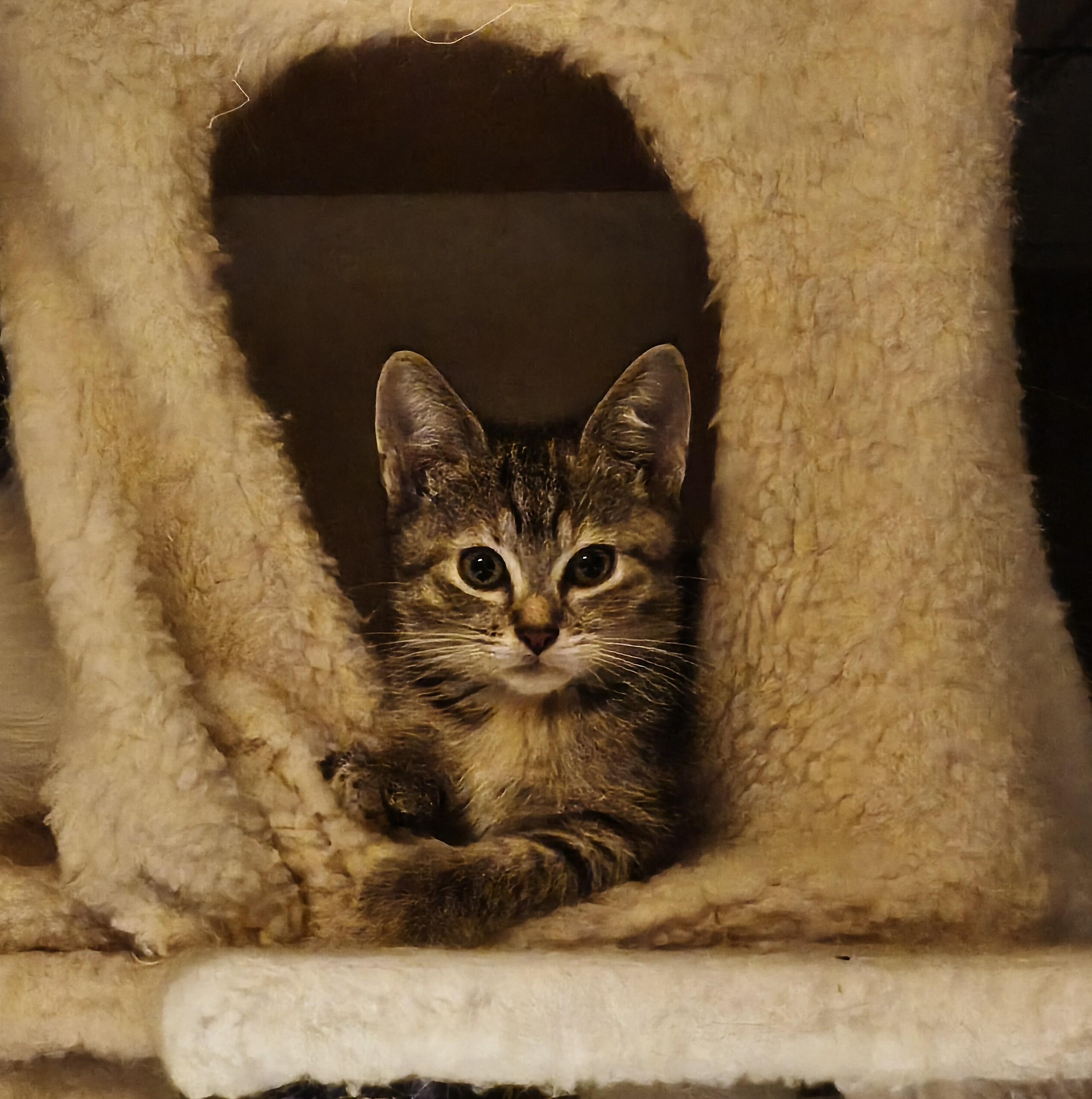 Enlarge Mia, a Adopted Domestic Short Hair in Minneapolis, MN image 2/5