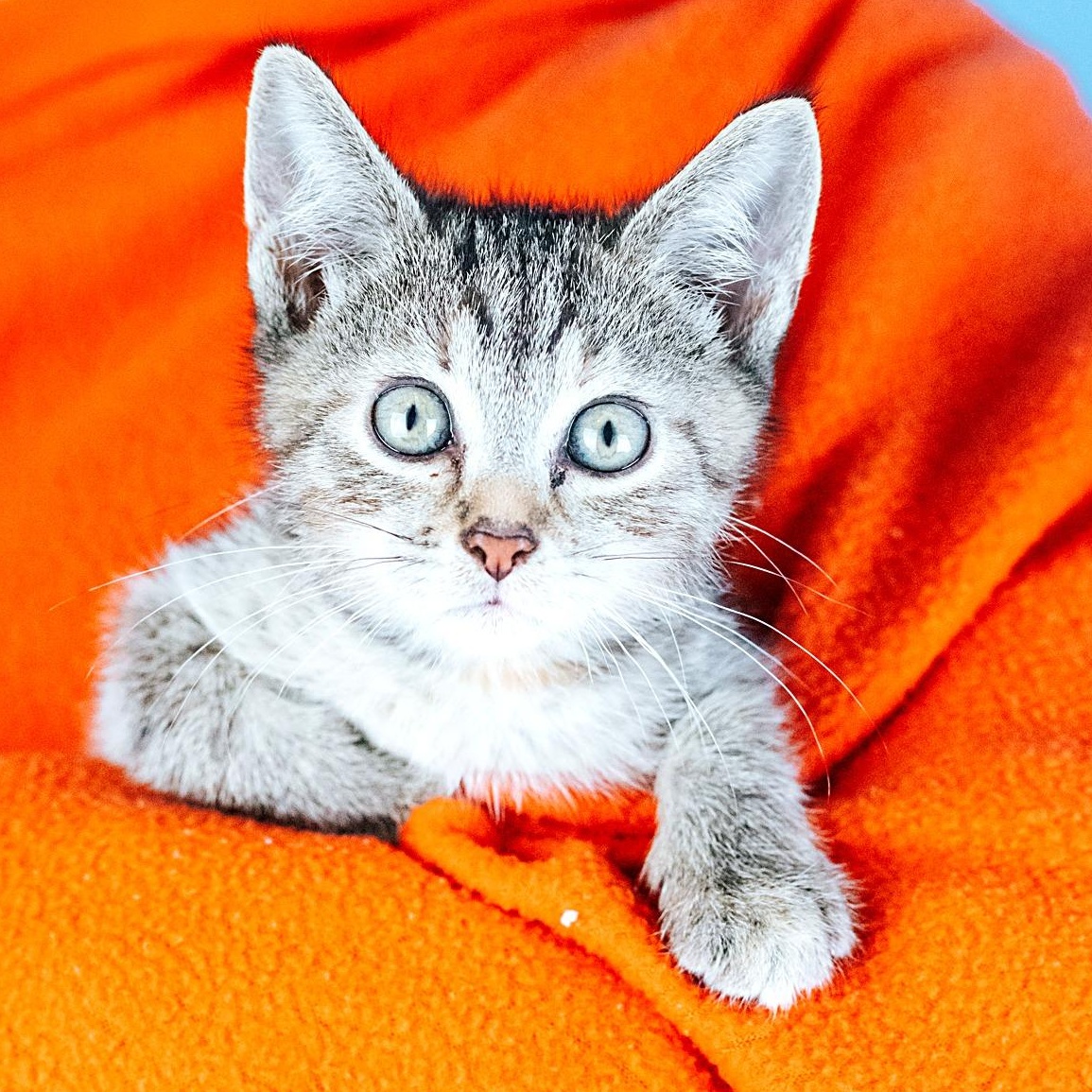 Mia, Adopted, Kitten Female Domestic Short Hair.