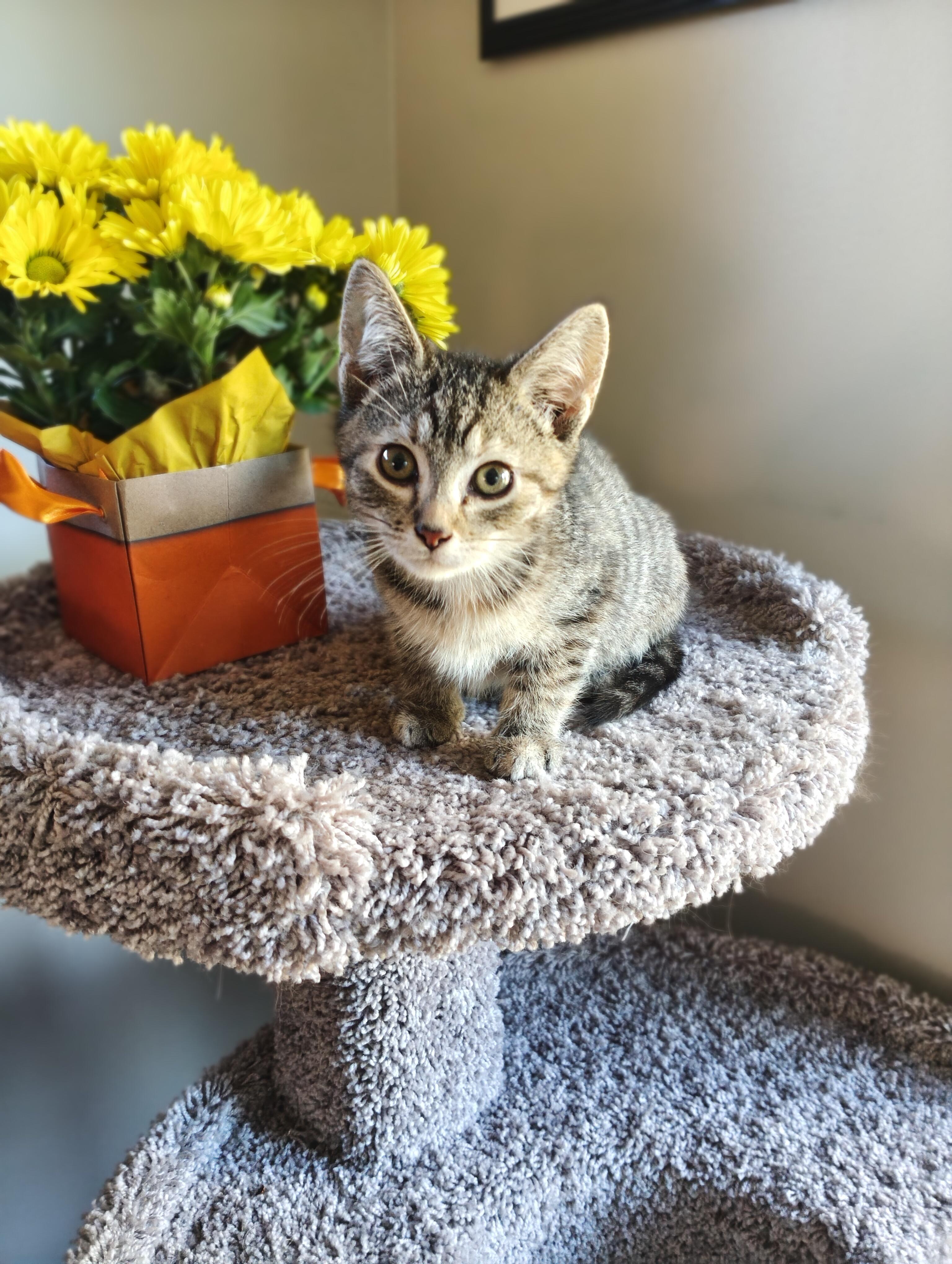 Enlarge Mia, a Adopted Domestic Short Hair in Minneapolis, MN image 3/5