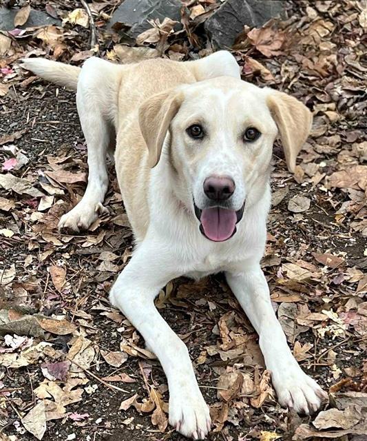 Enlarge Dewey, a ADOPTABLE Yellow Labrador Retriever in Phoenix, OR image 1/2