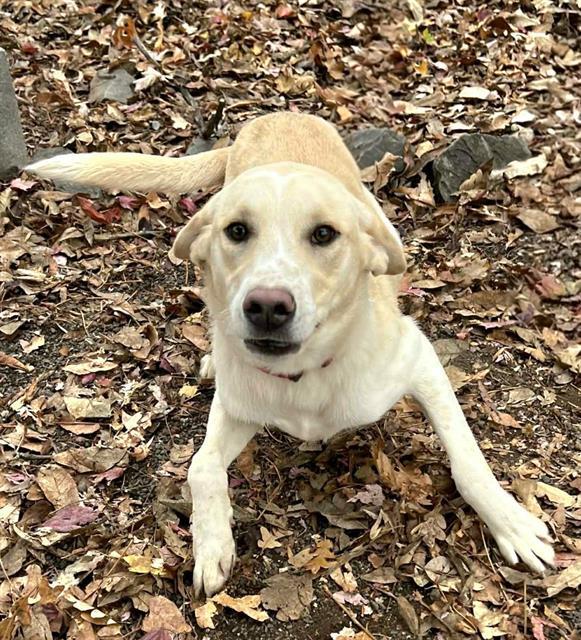 Enlarge Dewey, a ADOPTABLE Yellow Labrador Retriever in Phoenix, OR image 2/2