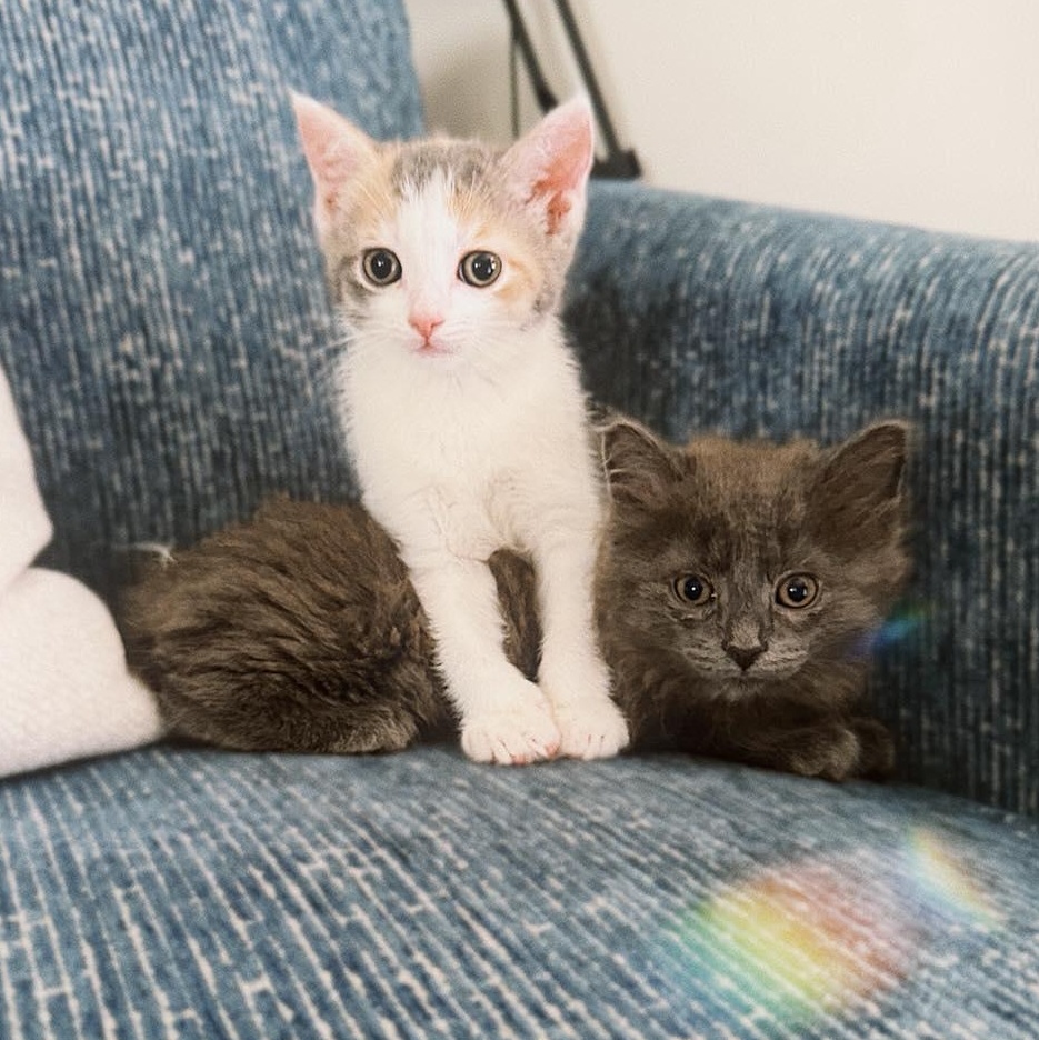 Trudy & Tilly, ADOPTABLE, Kitten Female Domestic Long Hair.