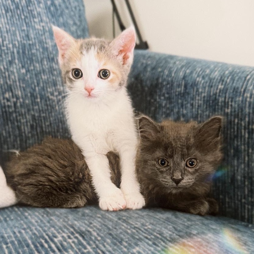 Enlarge Trudy & Tilly, an adopted Domestic Long Hair in LEETONIA, OH image 3/6