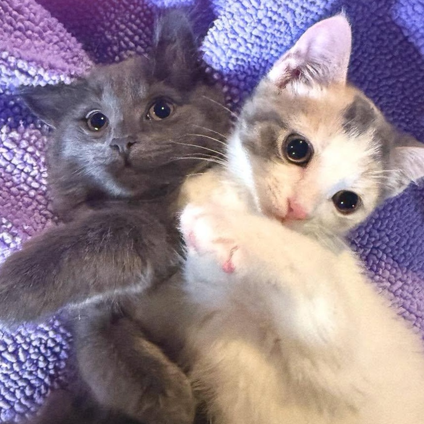 Enlarge Trudy & Tilly, an adopted Domestic Long Hair in LEETONIA, OH image 1/6