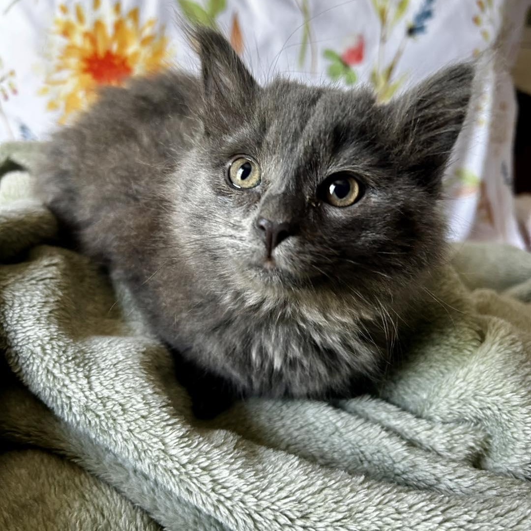 Enlarge Trudy & Tilly, an adopted Domestic Long Hair in LEETONIA, OH image 4/6