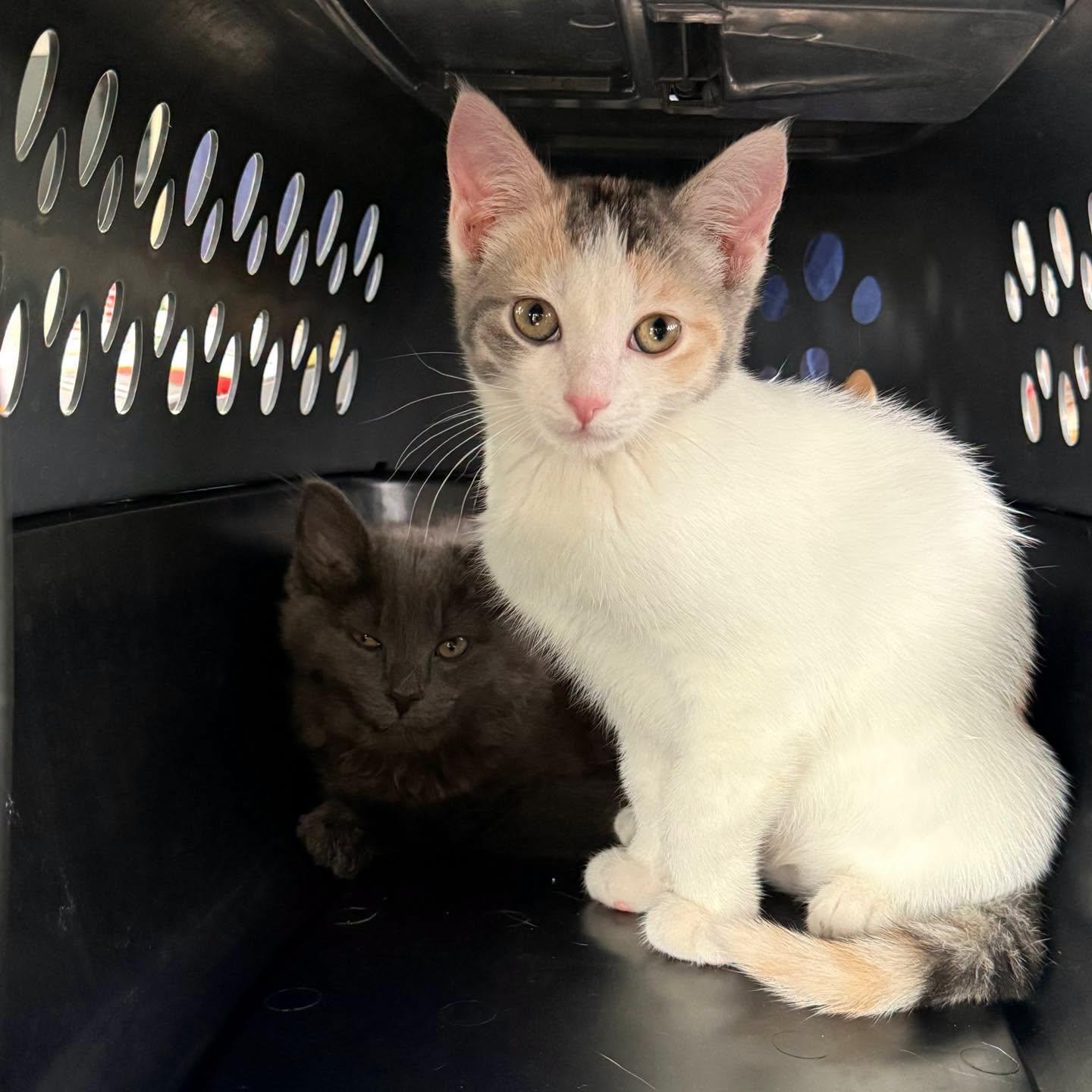 Enlarge Trudy & Tilly, an adopted Domestic Long Hair in LEETONIA, OH image 6/6