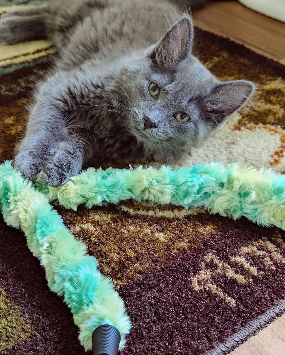 Enlarge Trudy & Tilly, an adopted Domestic Long Hair in LEETONIA, OH image 2/6