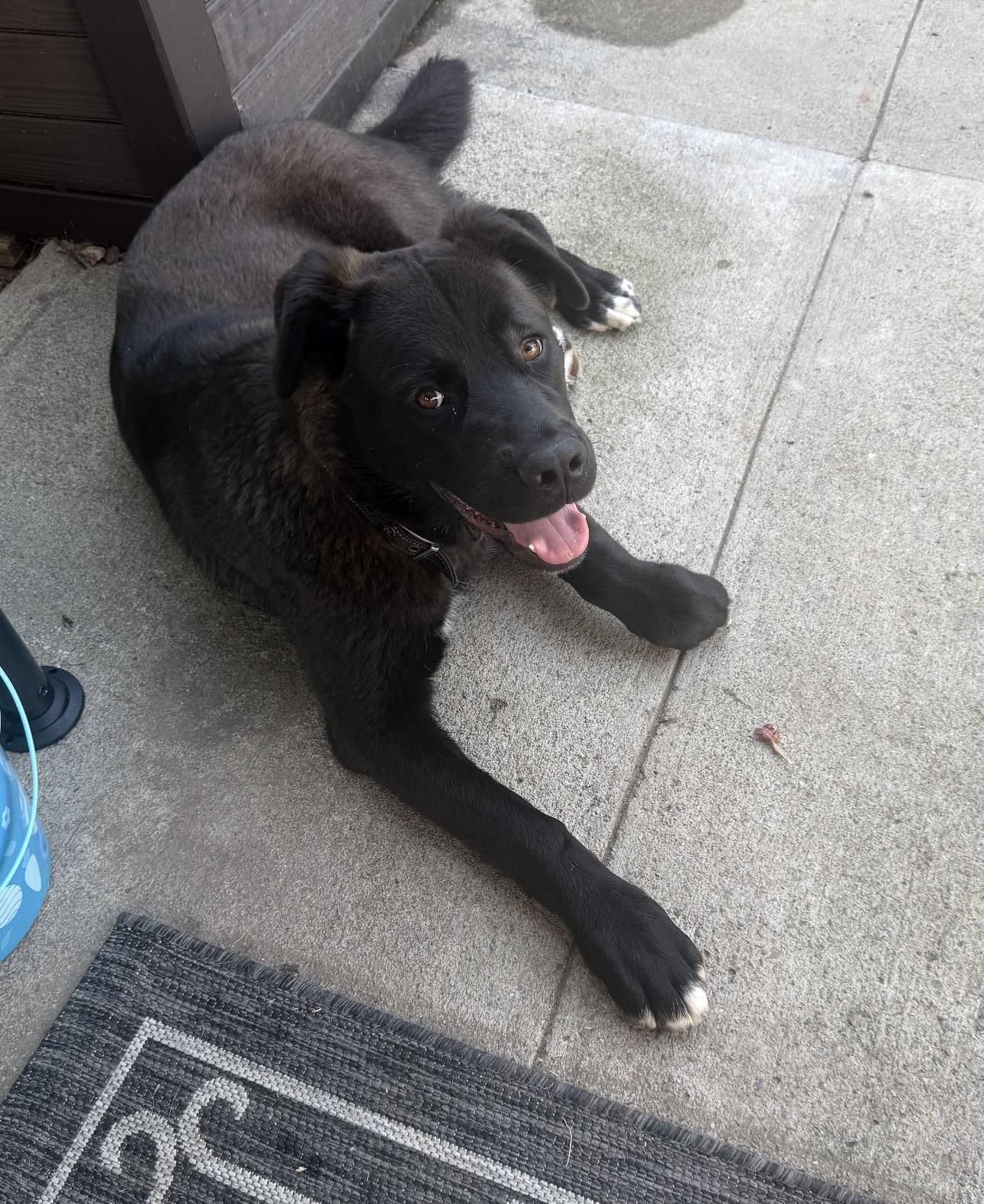 Enlarge Rudy, a ADOPTABLE mixed breed in Murrieta, CA image 2/6