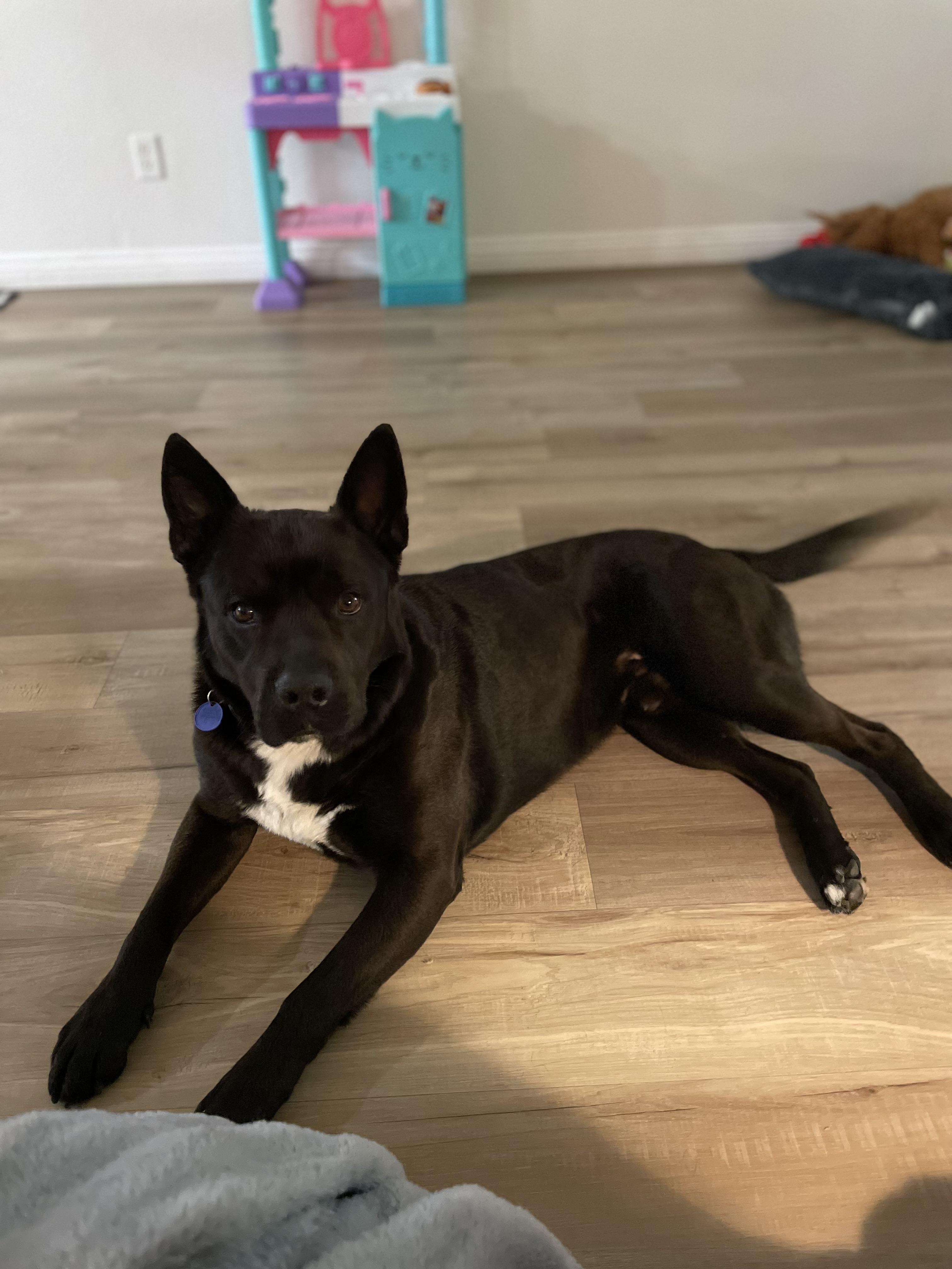 Enlarge Rudy, a ADOPTABLE mixed breed in Murrieta, CA image 4/6