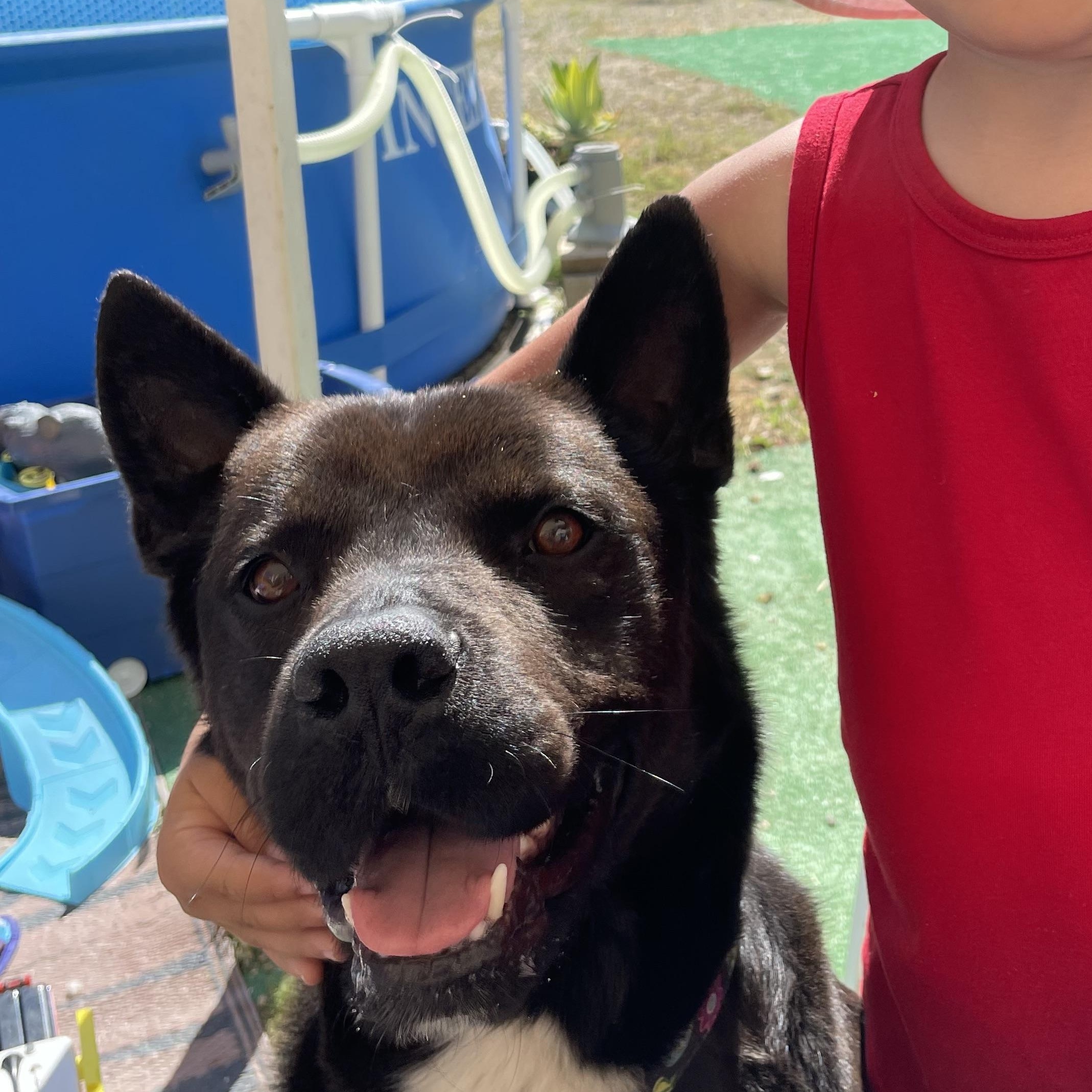 Rudy, ADOPTABLE, Young Male Labrador Retriever & Staffordshire Bull Terrier.