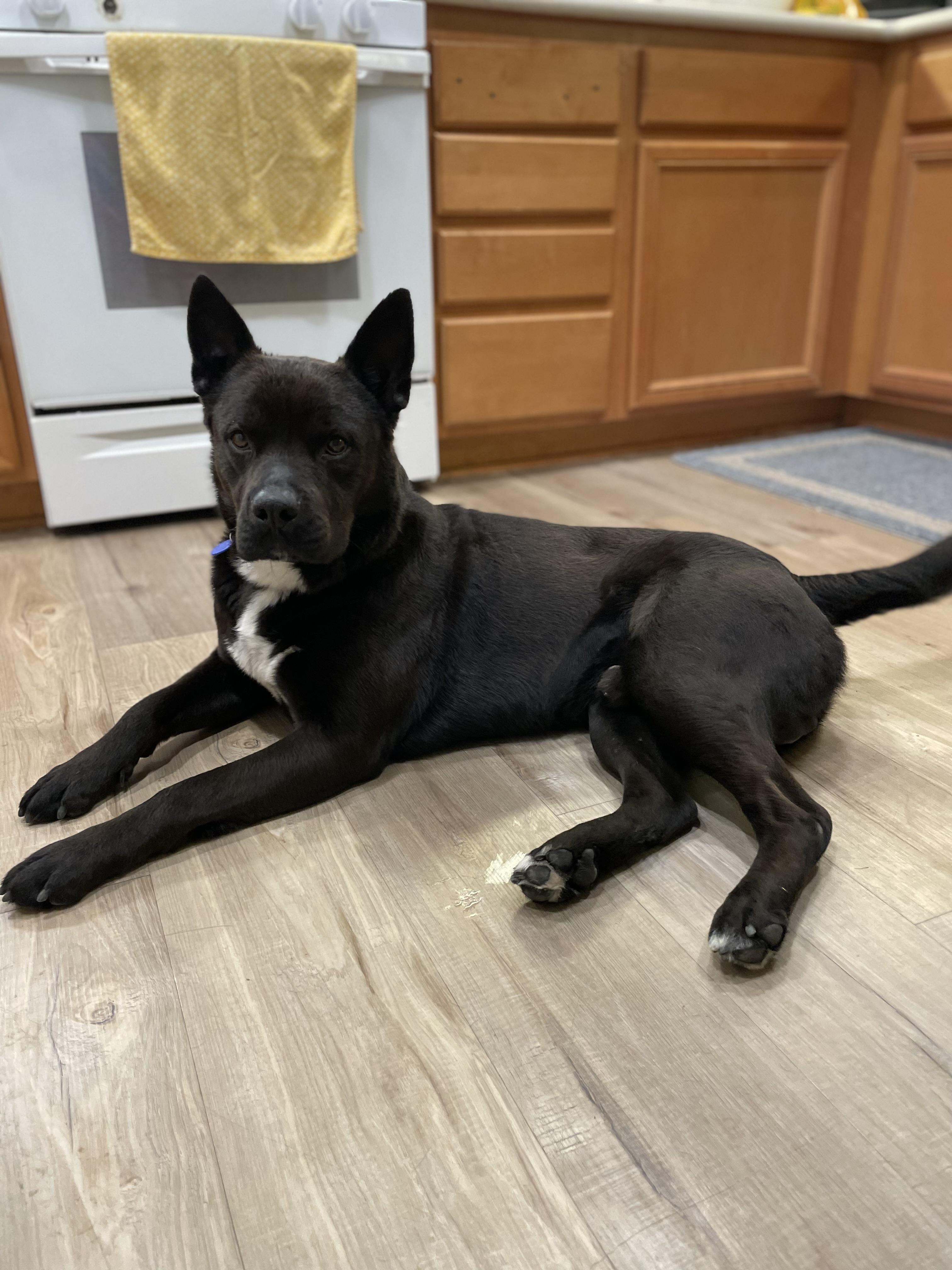 Enlarge Rudy, a ADOPTABLE mixed breed in Murrieta, CA image 6/6