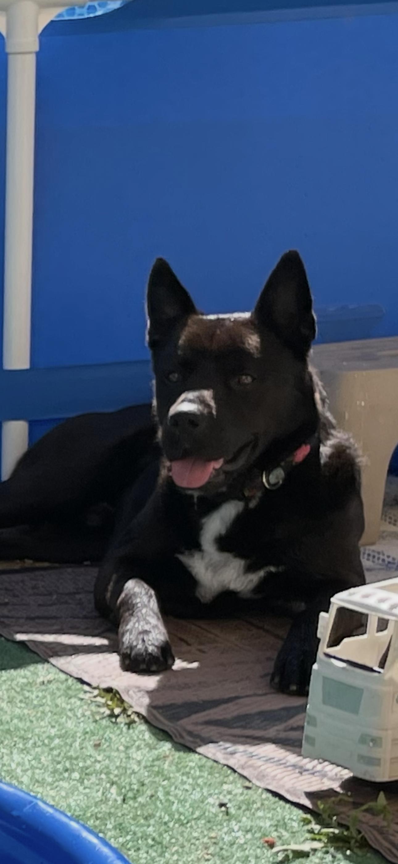 Enlarge Rudy, a ADOPTABLE mixed breed in Murrieta, CA image 5/6