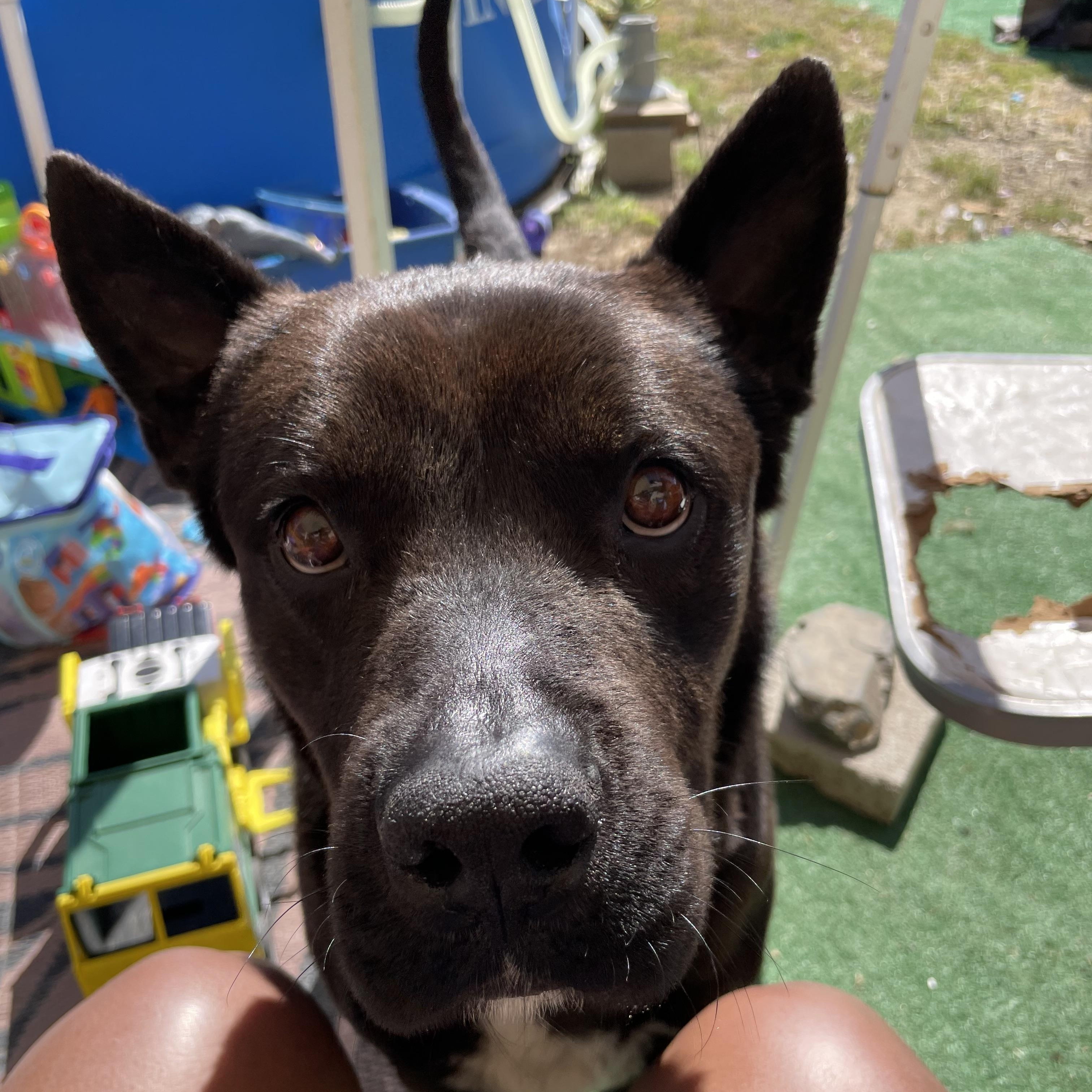 Enlarge Rudy, a ADOPTABLE mixed breed in Murrieta, CA image 3/6