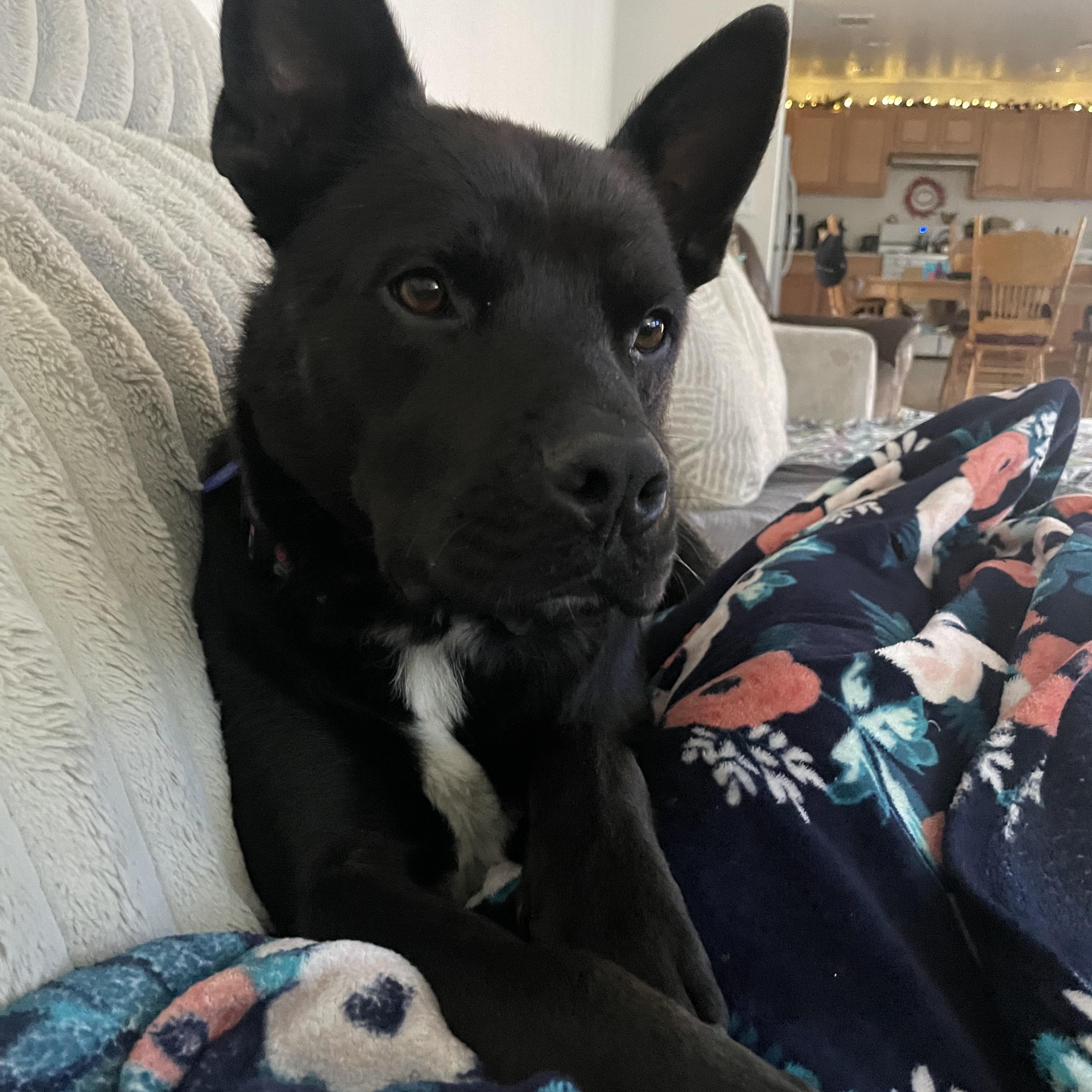 Rudy, ADOPTABLE, Young Male Labrador Retriever & Staffordshire Bull Terrier.