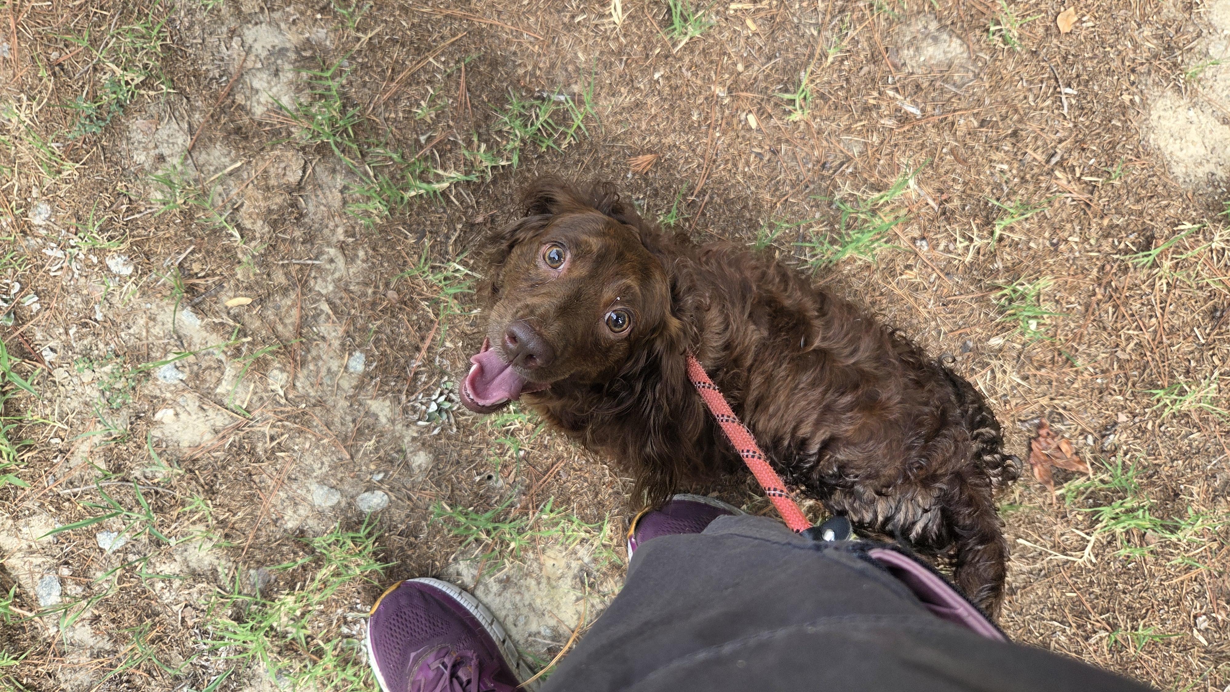 Lilly, ADOPTABLE, Adult Female Dachshund (Long Haired).