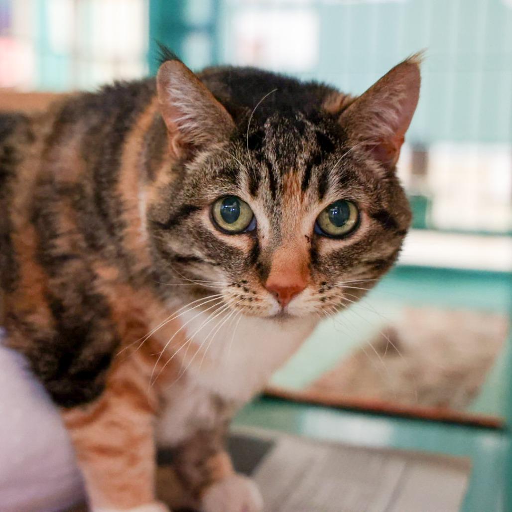 California Girl, Adoptable, Senior Female Domestic Short Hair & Mixed Breed.