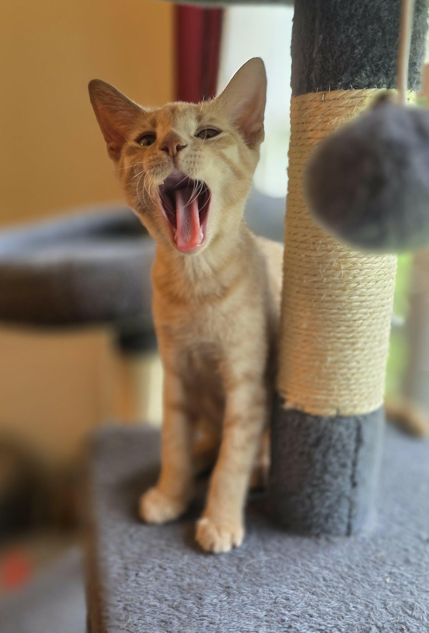 Enlarge Lucy, a Adoptable Domestic Short Hair in Mechanicsburg, PA image 3/6