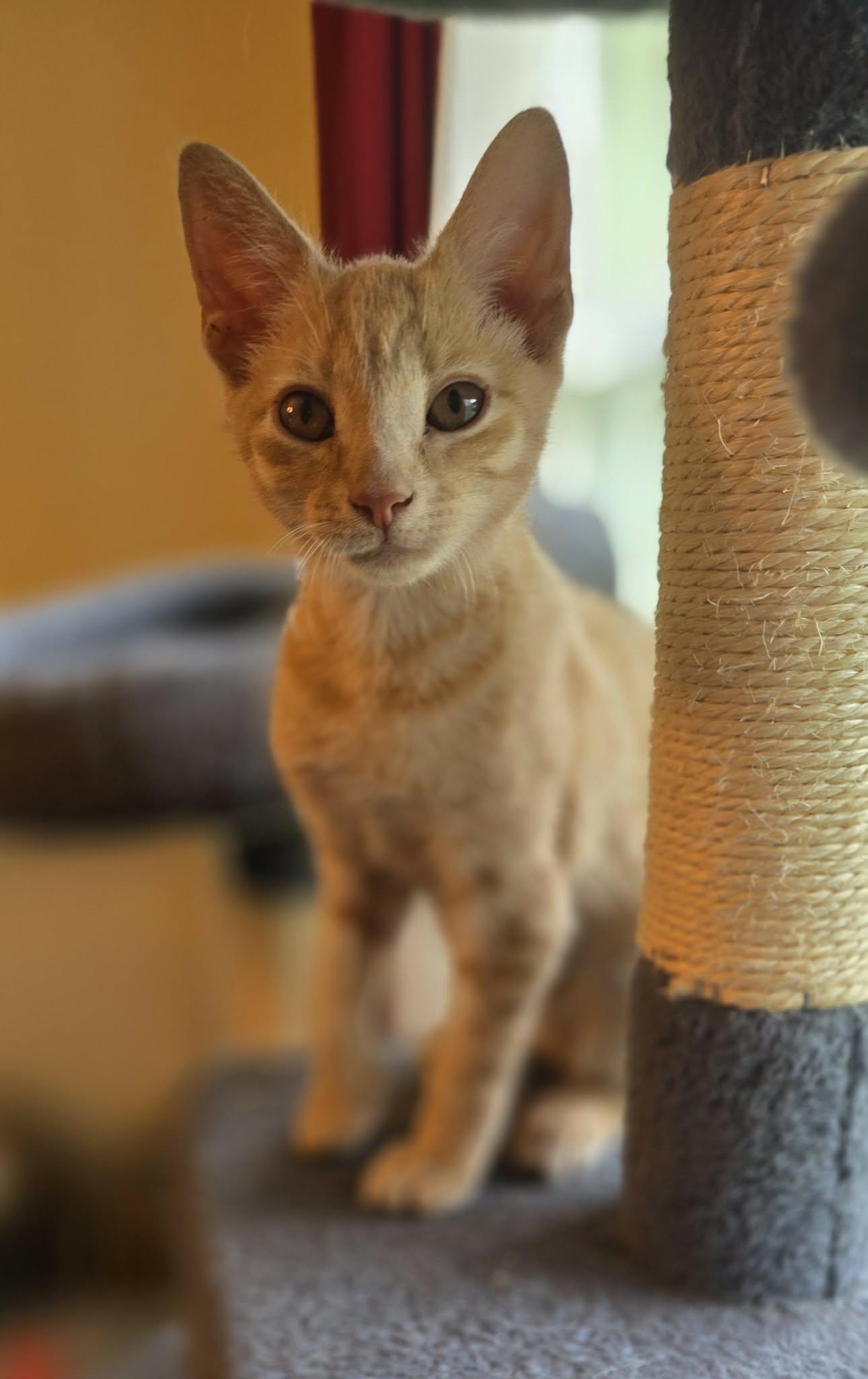 Enlarge Lucy, a Adoptable Domestic Short Hair in Mechanicsburg, PA image 4/6