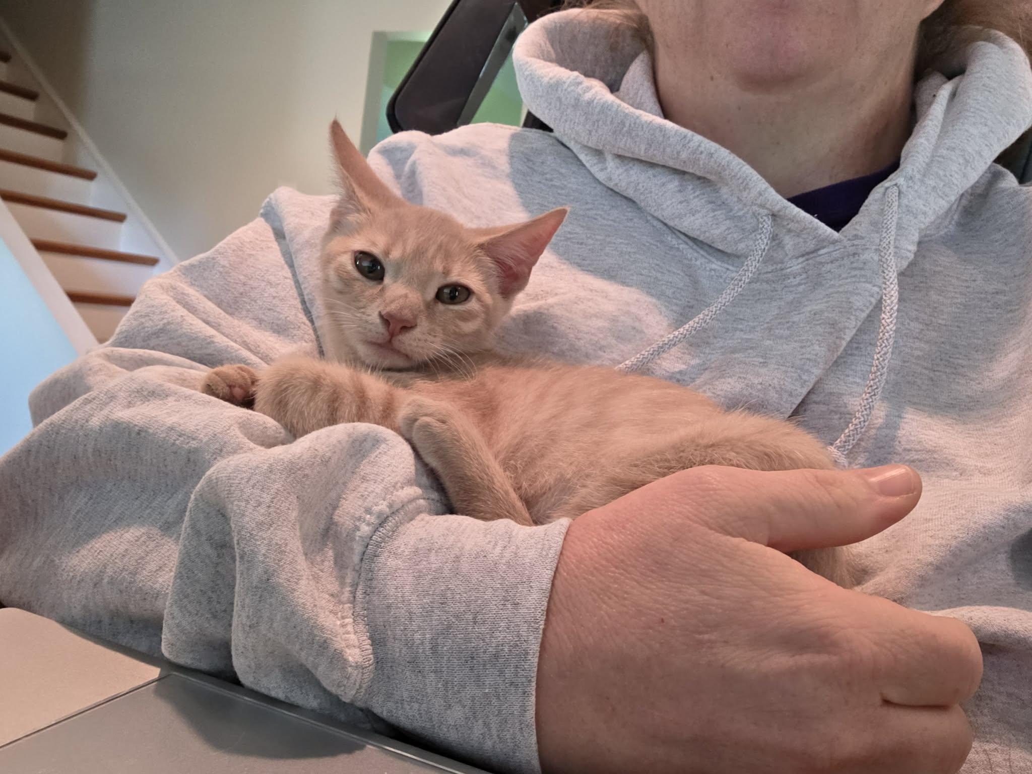 Enlarge Lucy, a Adoptable Domestic Short Hair in Mechanicsburg, PA image 5/6