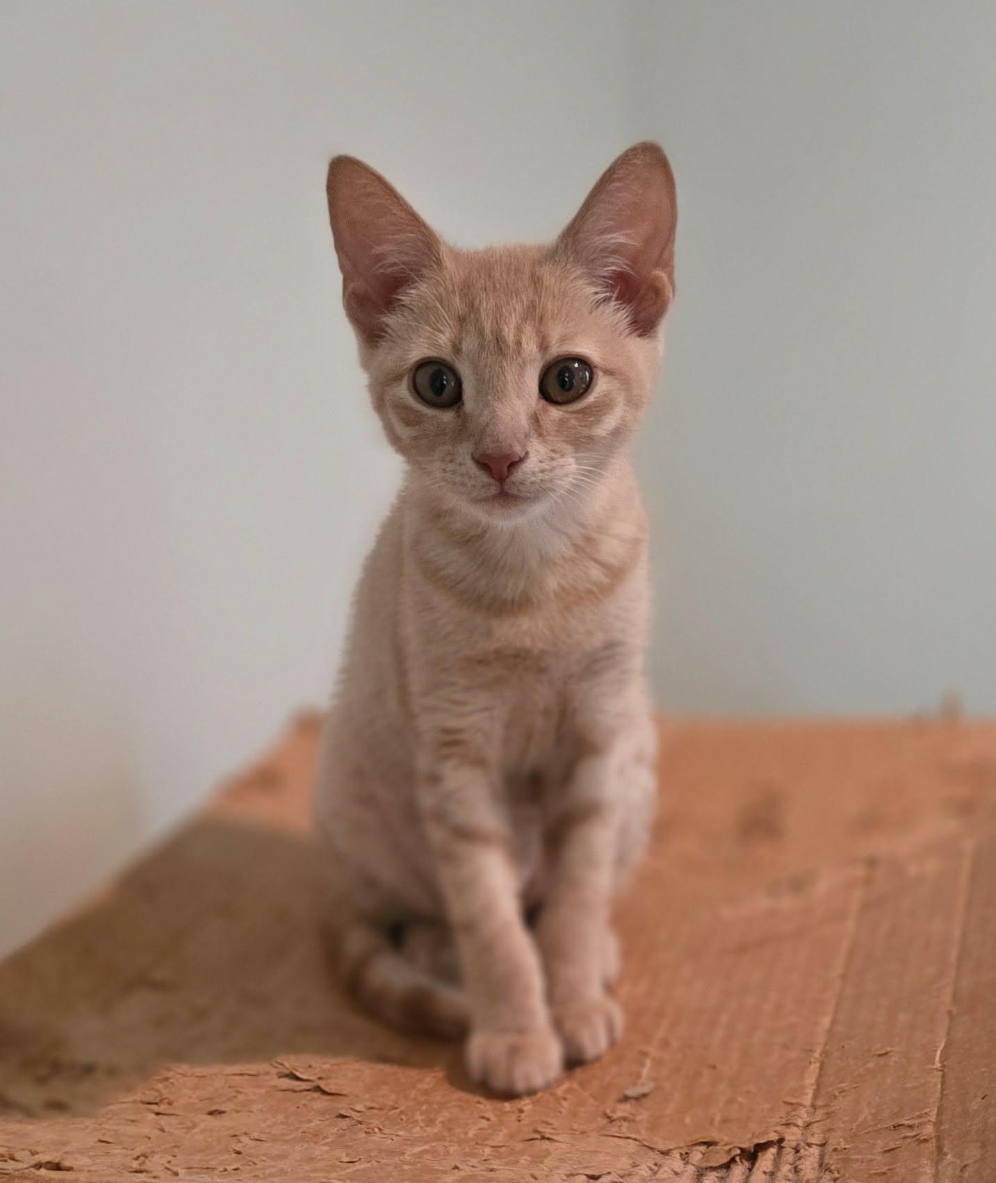 Lucy, Adoptable, Kitten Female Domestic Short Hair.