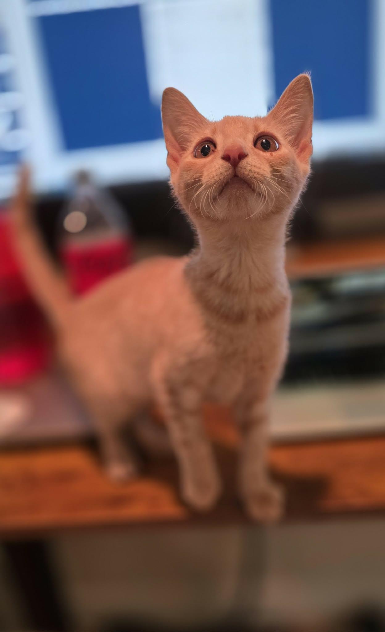 Enlarge Lucy, a Adoptable Domestic Short Hair in Mechanicsburg, PA image 6/6