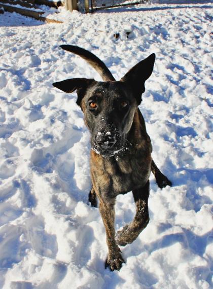 Buddy — thumbnail 2