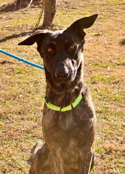 Buddy — thumbnail 3