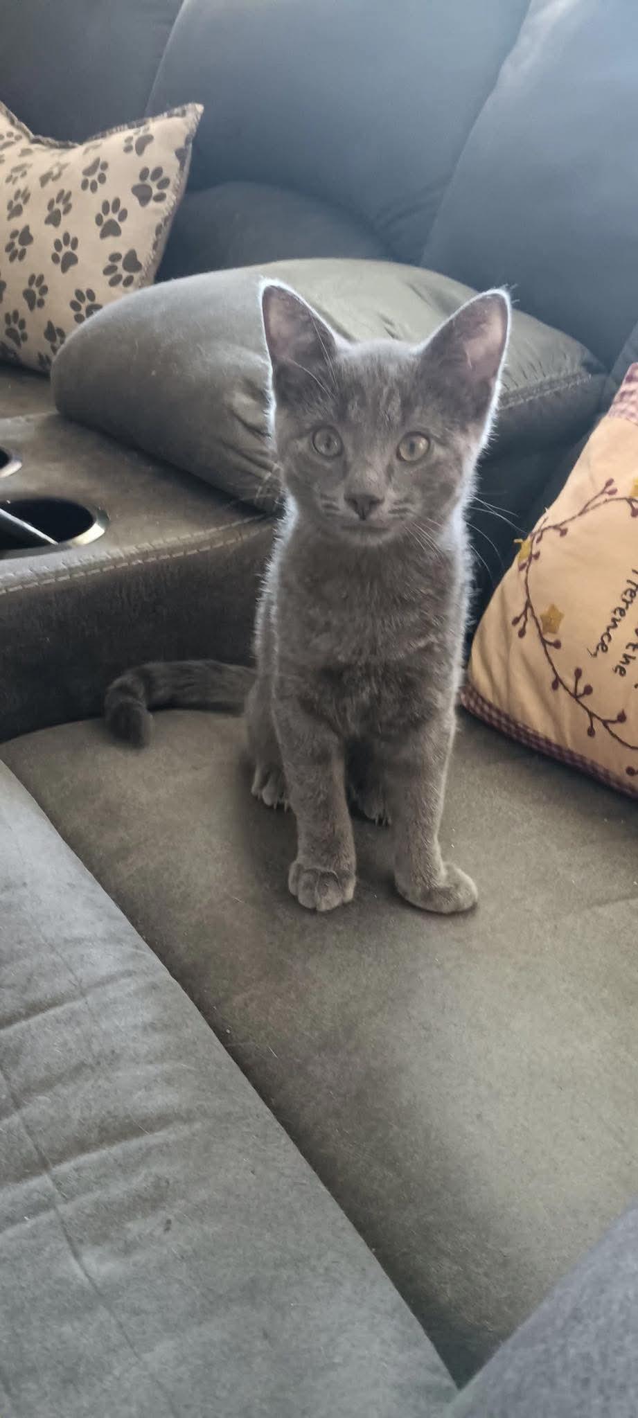 Gray J, an adoptable Domestic Short Hair in North Platte, NE, 69101 | Photo Image 1