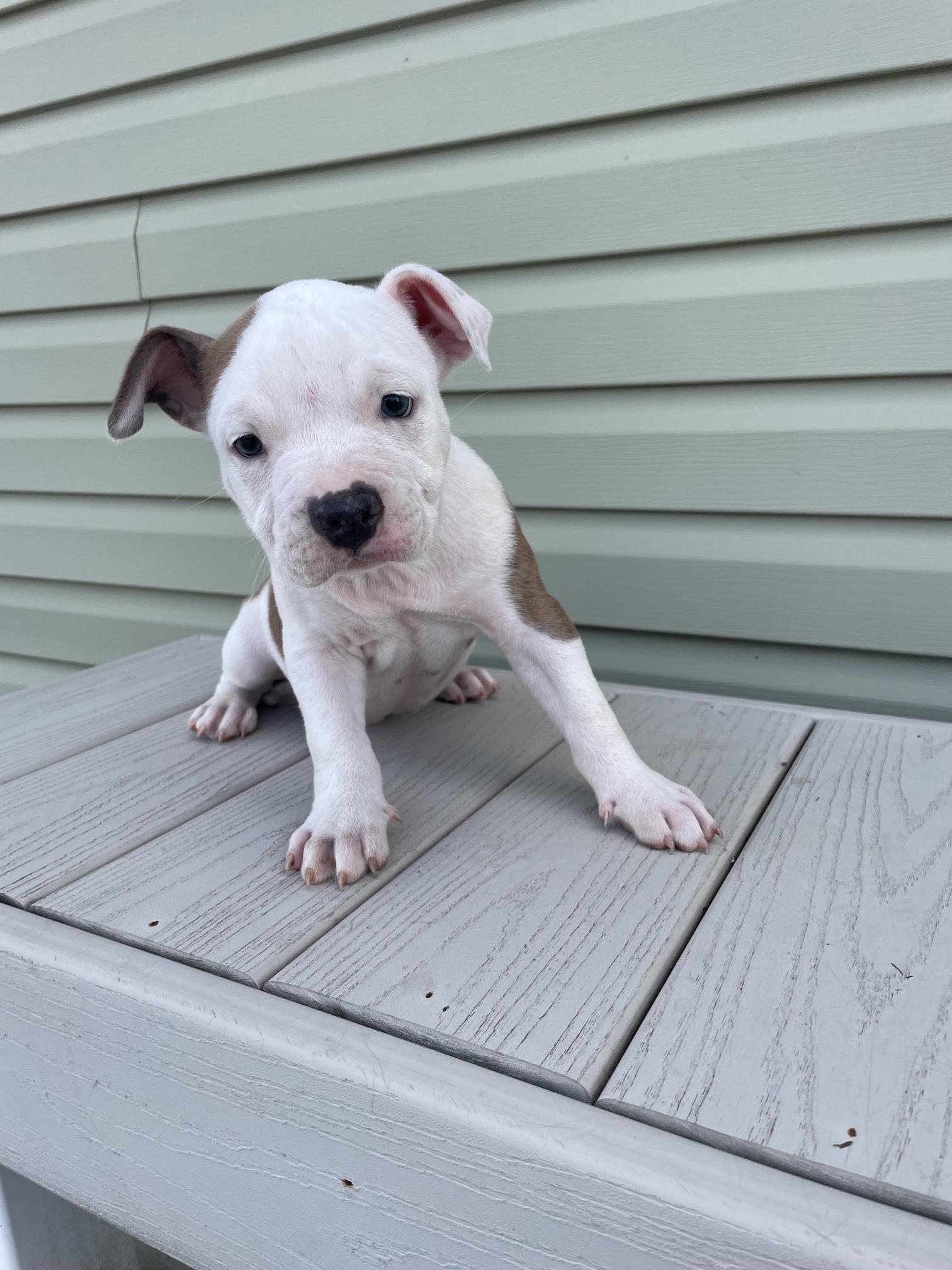 MICKEY, an adopted mixed breed in Hamilton, NJ image 2/5
