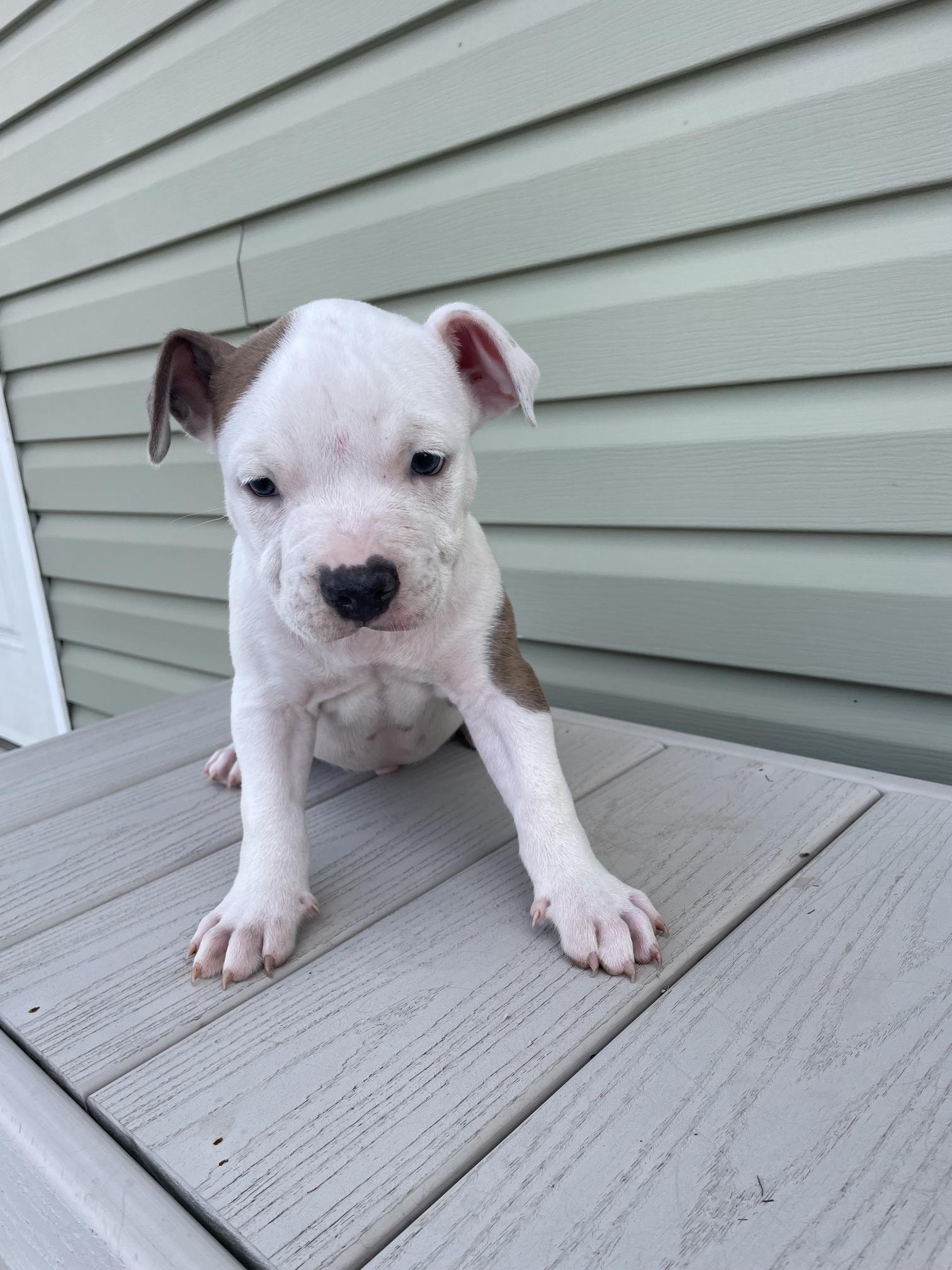 MICKEY, an adopted mixed breed in Hamilton, NJ image 5/5