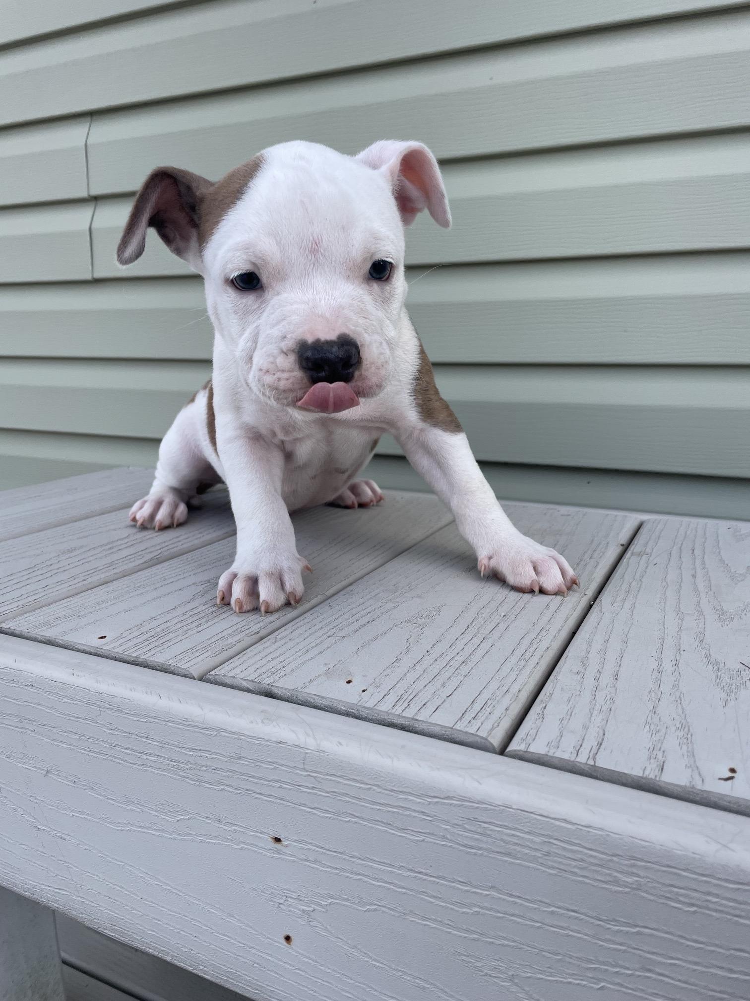 MICKEY, an adopted mixed breed in Hamilton, NJ image 4/5