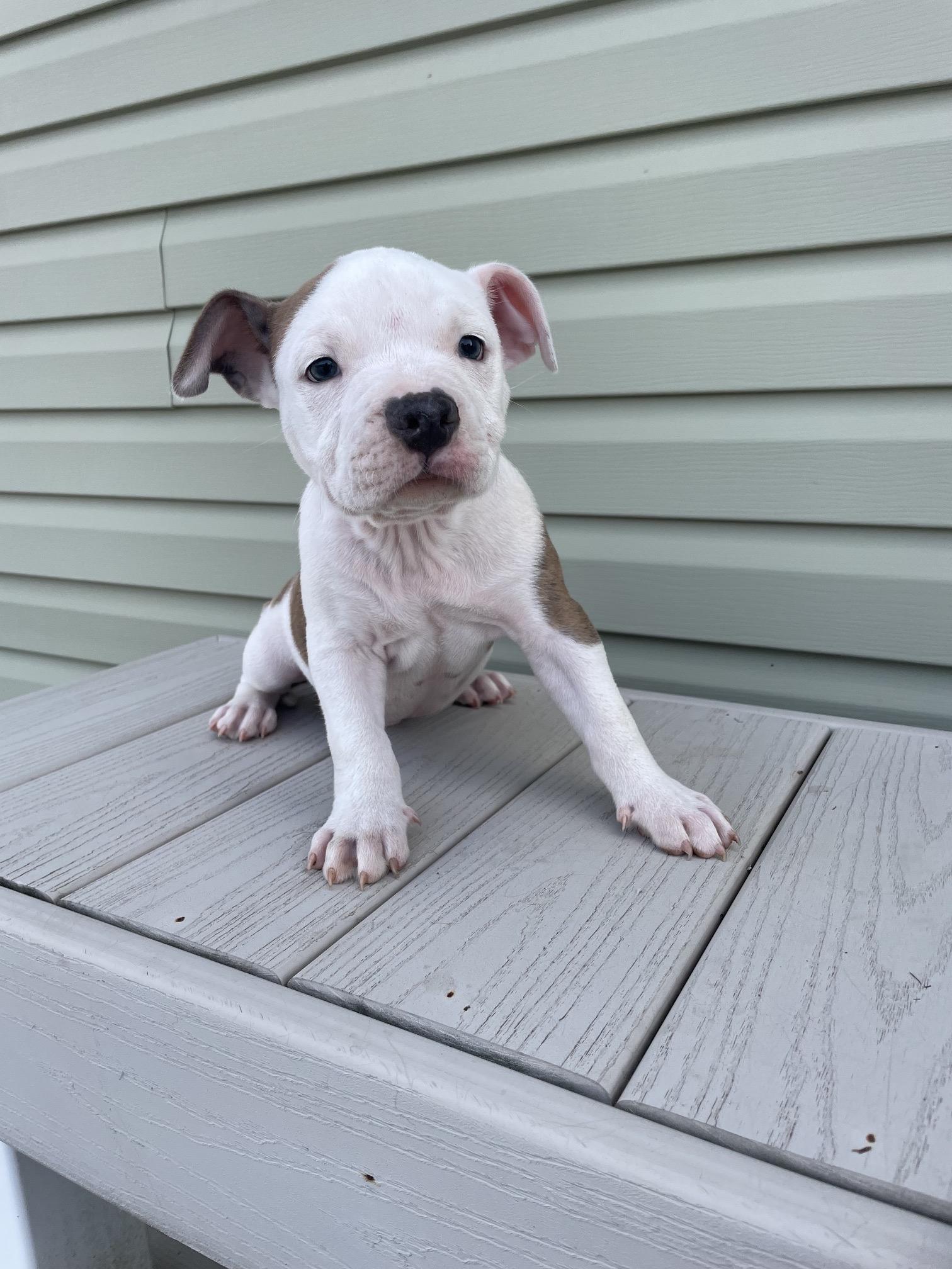 MICKEY, an adopted mixed breed in Hamilton, NJ image 3/5