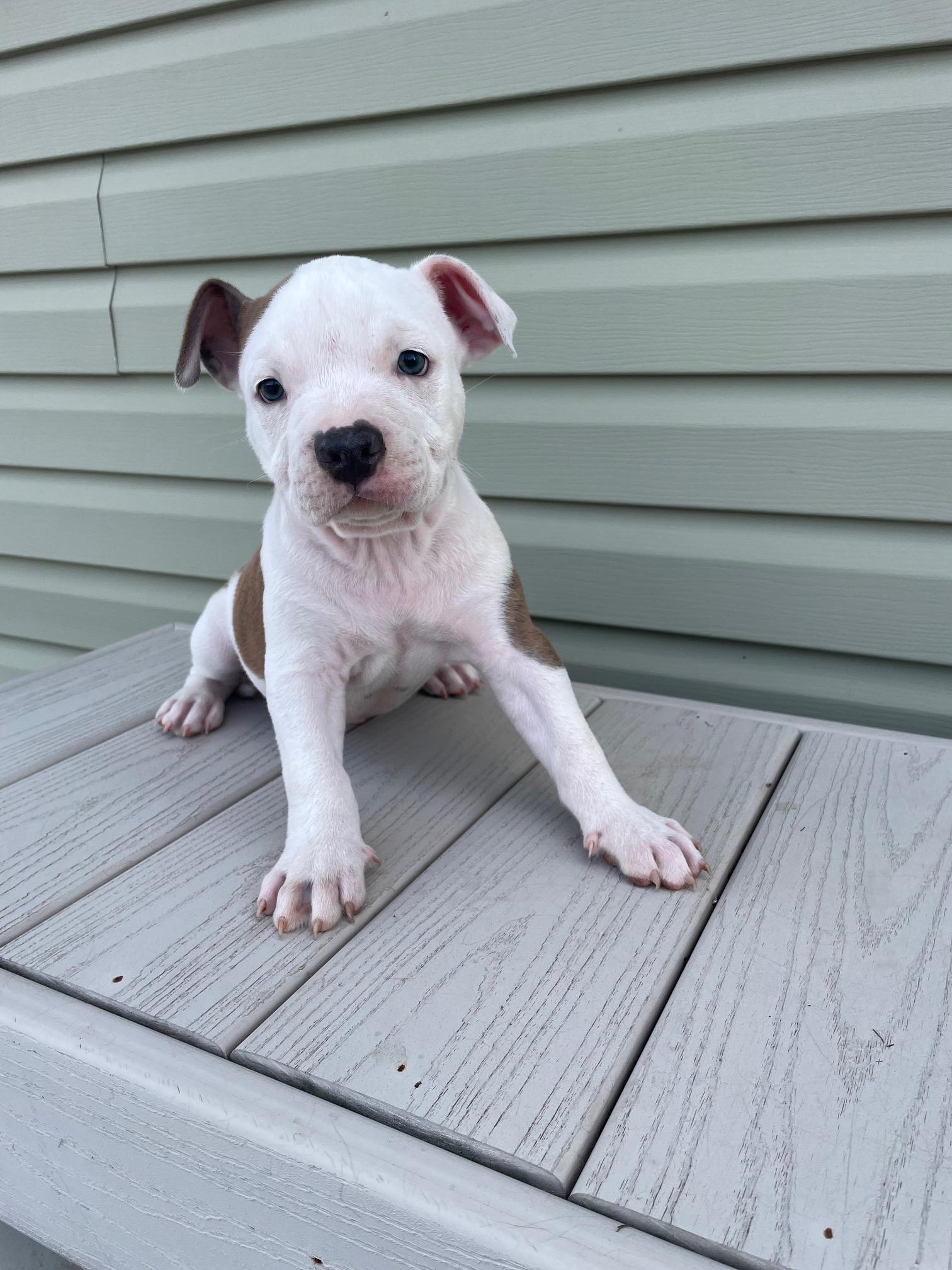 MICKEY, adopted, Puppy Male Pit Bull Terrier.