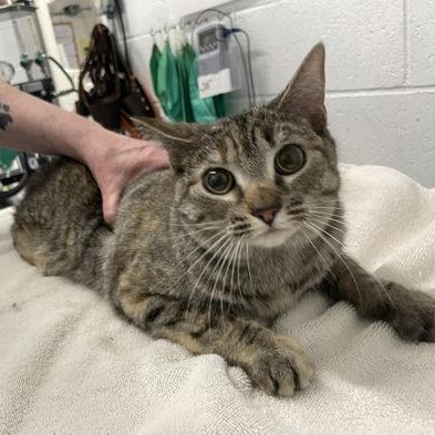 Enlarge Vix, an adopted Domestic Short Hair in Worcester, MA image 1/1