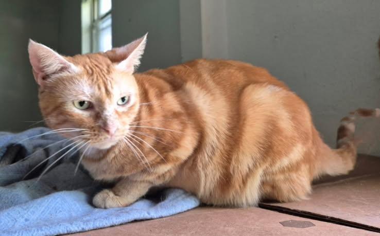 Momma Mia!, a Adoptable Domestic Short Hair in Terrell, TX image 2/3