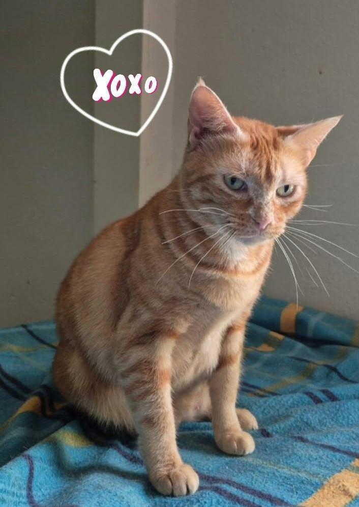 Momma Mia!, Adoptable, Adult Female Domestic Short Hair.