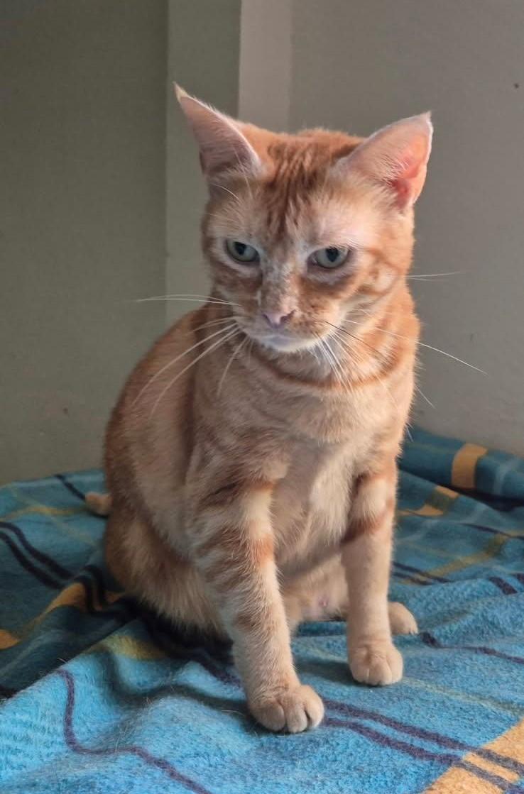 Momma Mia!, a Adoptable Domestic Short Hair in Terrell, TX image 3/3