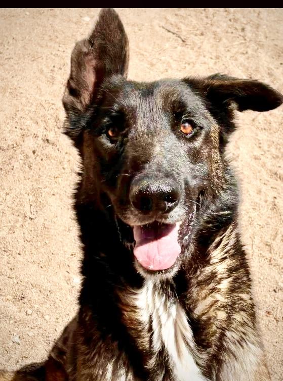 Moe, Adoptable, Adult Male Belgian Shepherd / Malinois & German Shepherd Dog.