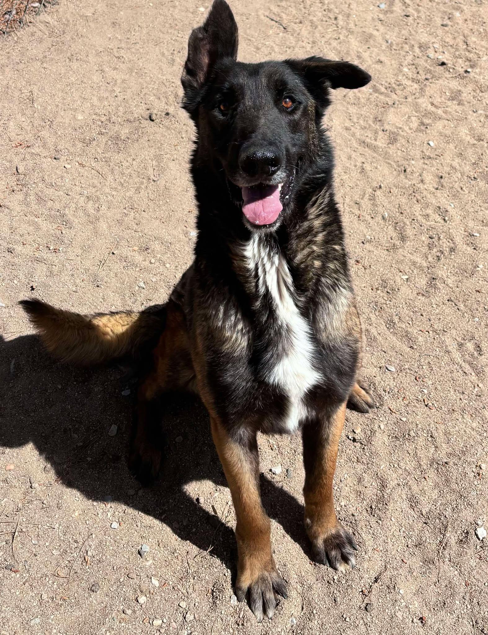 Moe, a Adoptable mixed breed in Hesperia, CA image 3/3