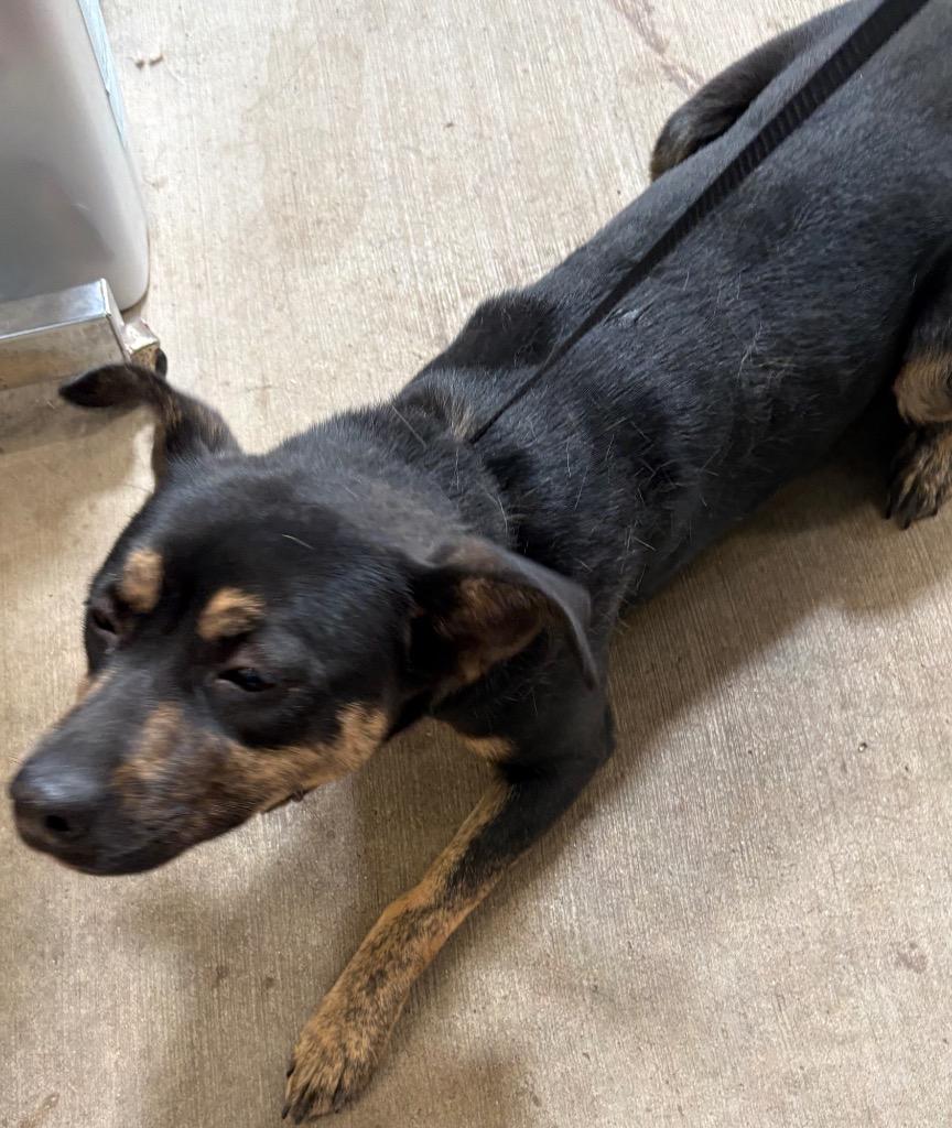 Mistie, Adoptable, Adult Female Shepherd & Mixed Breed.