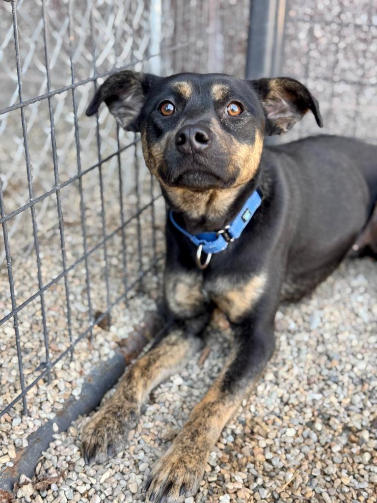Enlarge Mistie, a Adoptable mixed breed in Gillette, WY image 2/2