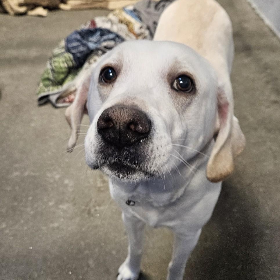 Enlarge Maui, a ADOPTABLE mixed breed in Simsbury, CT image 2/3