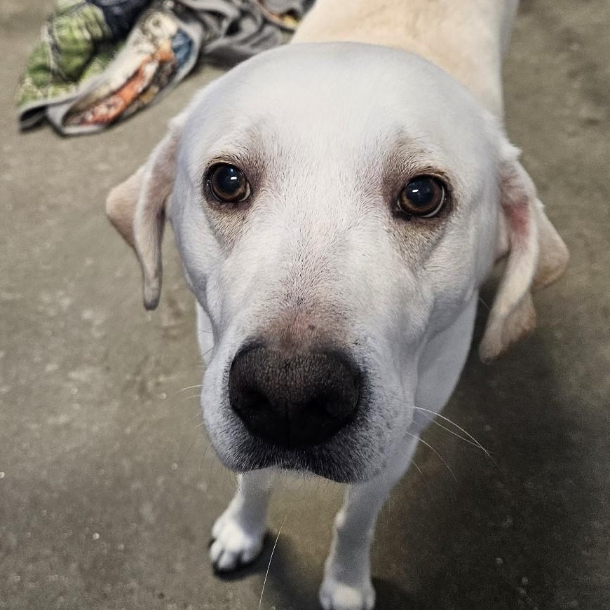 Enlarge Maui, a ADOPTABLE mixed breed in Simsbury, CT image 1/3