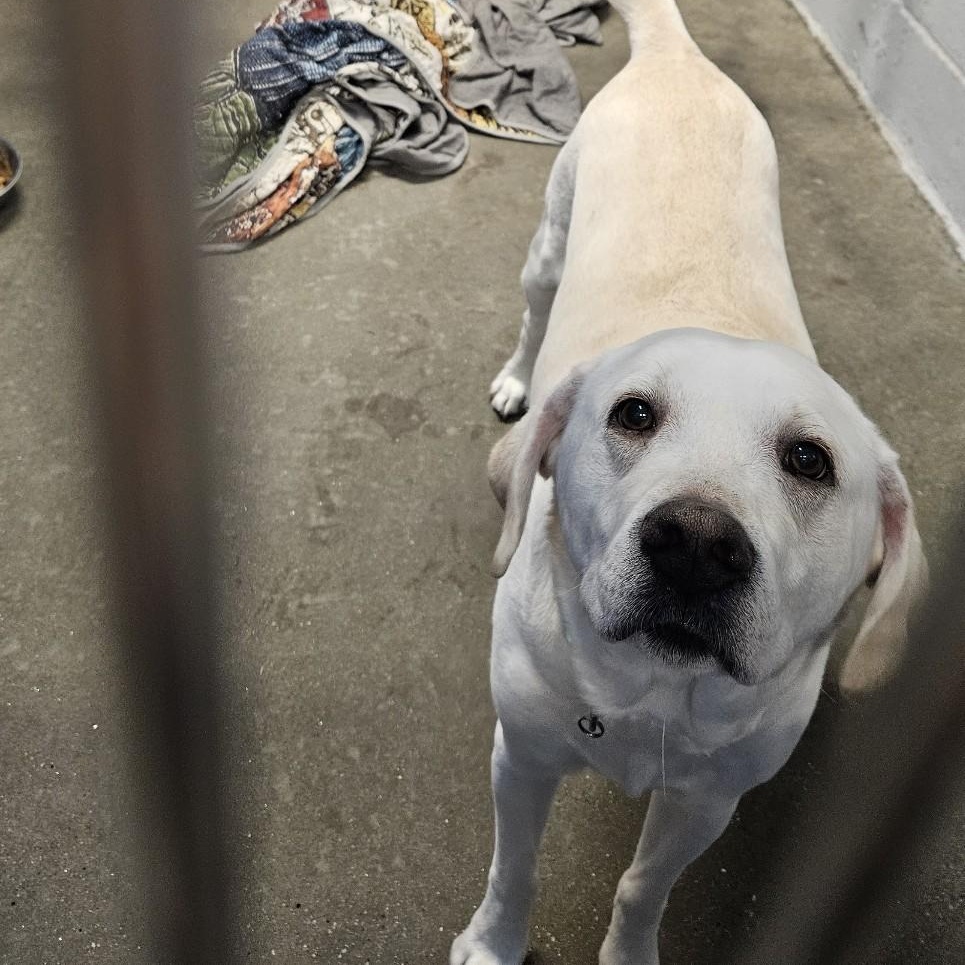 Enlarge Maui, a ADOPTABLE mixed breed in Simsbury, CT image 3/3