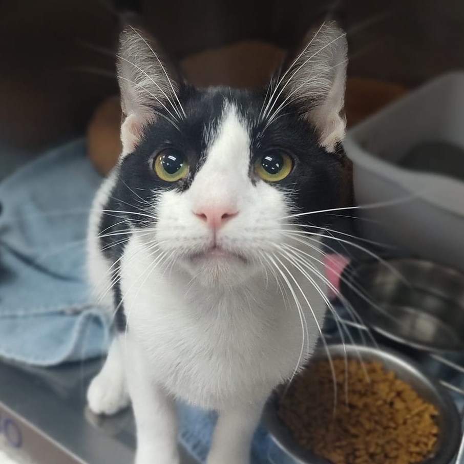 Benji, an adopted Tuxedo in Martinsburg, WV_image-1